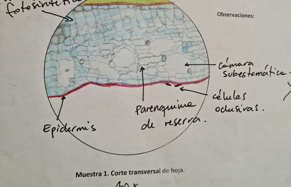 Alumnos de 6to básico participan en Laboratorio de Anatomía Vegetal